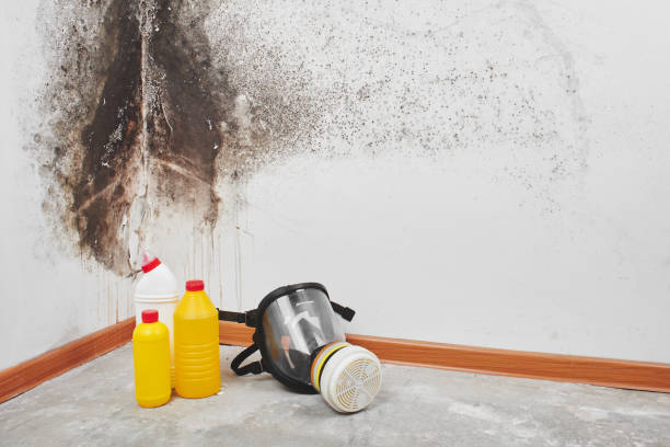 Best Toxic Mold Removal  in Bowmansville, PA