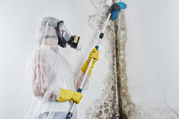 Best Attic Mold Removal  in Bowmansville, PA