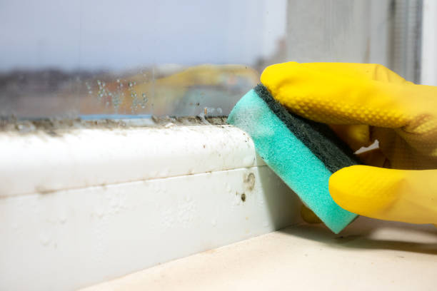 Trusted Bowmansville, PA Mold Removal Experts