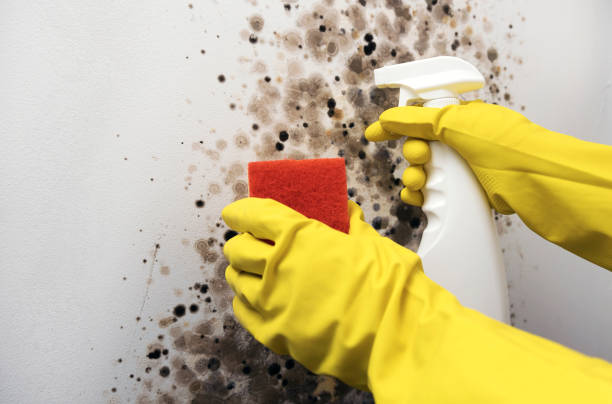 Best Commercial Mold Removal  in Bowmansville, PA